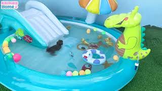 BiBi monkey and ducklings swim in the pool so funny çılgın dostlar