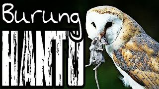 Cabak Iblis Si Burung Malam Yang Seram