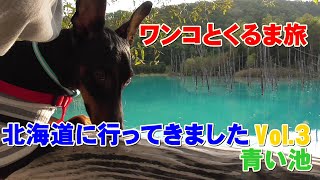 北海道に旅立つワンコ【青い池】ワンコとくるま旅