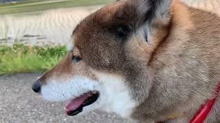 暑い日の夕方散歩の休憩中ー四国犬らんー