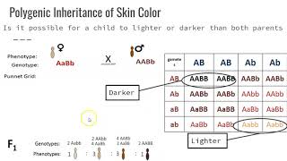 10.2.2 Polygenic Inheritance