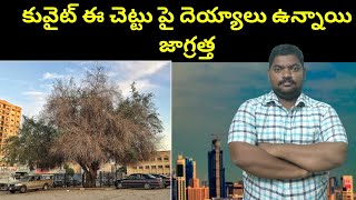 కువైట్ ఈ చెట్టు పై || Kuwait Some People About On Sidr Tree || SukanyaTv Telugu