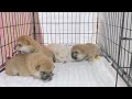 【茨城県のブリーダー　ペットショップスズキ　柴犬　子犬　販売】