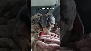 Mini Dachshund Gets a Snack #minidachshund #puppy #dogs