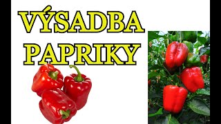 PAPRIKY | VÝSADBA PAPRIK - na záhon, do nádob, do skleníku - Paprika a tipy pro správnou výsadbu