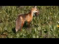 grand teton national park 8k visually stunning 3min tour