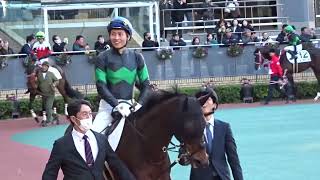 べランジェール　パドック　その２　鞍上　杉原騎手　2024.12.14 中京　12R ３歳以上一勝クラス　1400芝　DMMドリームクラブ