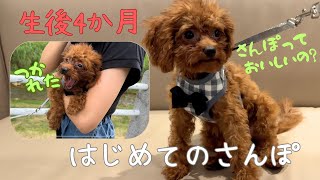 【初さんぽ】トイプードル子犬はじめての散歩