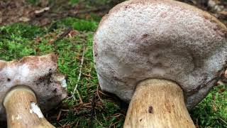 Goryczak żółciowy (Tylopilus felleus) - o szatanie słów parę;)