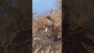 Majestic Hawk Shakes its Tail Anticipating a Hunt!