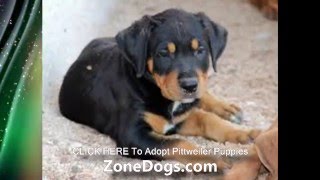 Pitbull Rottweiler Mix - Pittweiler Puppies