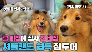 사모예드급으로 털 많이 빠지는 강아지🥹 털 관리의 A to Z!! (쉽독 전용 샴푸, 멀미 안나는 카시트, 부분미용 이발기)| 집사의 개꿀템EP08