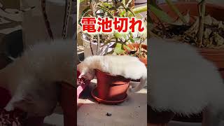 かわいい訪問者(7)電池切れ#shorts #のら猫 #こねこ