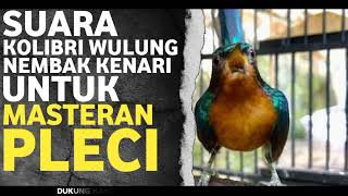 SUARA KOWUL KOLIBRI WULUNG NEMBAK KENARI UNTUK MASTERAN PLECI & SOGON #masteranpleci #masteransogon