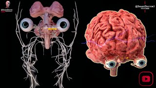 Az emberi agy belsejében: A legerősebb eszközünk megértése. 🧠