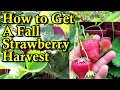 How to Get A Fall Harvest of Strawberries & Basic Strawberry Runner Propagation: August Garden Care!