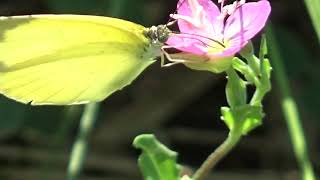 30秒の心象風景17102・ユウゲショウの花に～キチョウ～