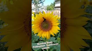 Bumble bees Pollinating Sunflower