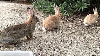 うさぎたち「天敵だ！！！」【超警戒モード】