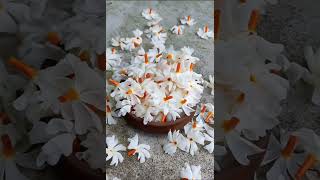 Shiuli phool (Parijat Flower)#shiuli #parijat #flowers #gardening #viraltitle #viralvideos #shorts