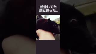 オオコウモリ…😺