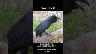 モノマネ？変な声で鳴くカラス　A crow cawing \