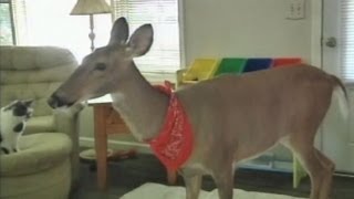 Family Fights to Keep Pet Deer: Michigan Law Prohibits Wild Animals in Homes