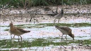 休耕田はシギ・チドリの楽園：エリマキシギ・タカブシギ・アカアシシギ－稲美町－2015 09 02