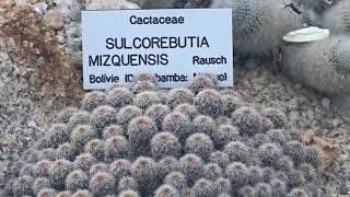 Rebutia steinbachii Werderm. / Sulcorebutia mizquensis Rausch