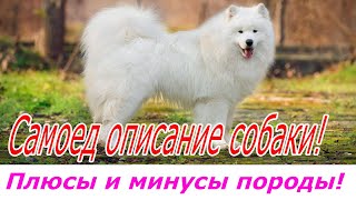 Самоед описание породы собаки  Плюсы и минусы породы!