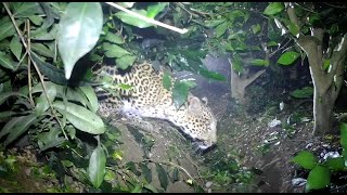 Siliguri Leopard: শীতের রাতে এসে সন্তানদের ফিরিয়ে নিয়ে গেল ‘মা চিতাবাঘ’