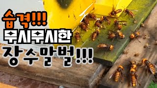 [취미양봉] 장수말벌 20여마리 떼로 습격!!!!!