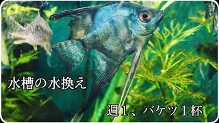 水槽の水換え🐟