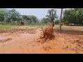 Elephants Run To Comfort Her Baby - ElephantNews