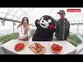 hd strawberries from kumamoto and the great nature of aso