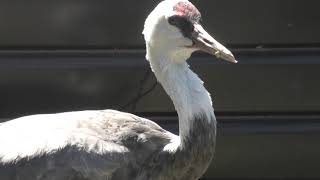 ナベヅル (天王寺動物園) 2021年3月23日