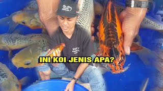 SERUPA TAPI TAK SAMA, PERBEDAAN IKAN KOI SHUSUI DAN ASAGI