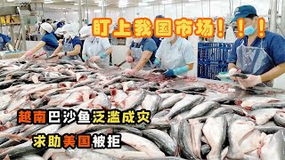 越南巴沙魚泛濫成災，求助美國被拒盯上我國，咱們要不要接手？