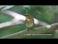 オオルリ♀ 地鳴き 鳴き声 警戒