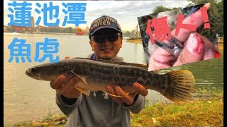 蓮池潭魚虎傷人？外來種下場如何？(台灣/路亞/蓮池潭/魚虎/Snakehead/ Toman) (201811)