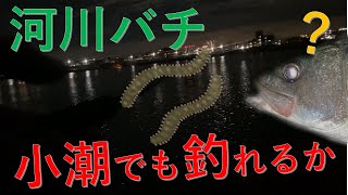 シーバスのバチ抜けパターンは小潮でも通用するのか？東京湾奥有名河川で実験してみた【2021年3月19日】