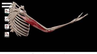 Learn@Visible Body - Elbow Flexion and Extension