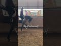 villain and violent infant and innocent trending horse equestrain edit fail goviral fyp