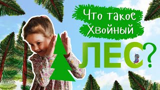 Что такое хвойный лес?