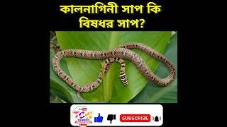 কালনাগিনী সাপ কি বিষধর | সুন্দরতম ও বিরল সাপ কালনাগিনী সম্পর্কিত সমস্ত তথ্য #shorts #viral