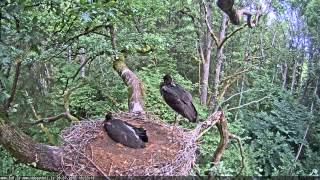 Black Storks nest / Melnā stārķa ligzda - video 28.07.2015