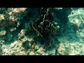 Snorkeling Cemetery Beach in Cayman Islands.