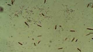Living Euglenozoa