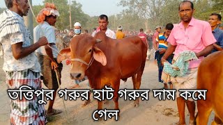 @আজ ৬ | jun ২০২৩ | তত্তিপুর গরুর হাটে ১ থেকে ৮০ | হাজারে মধ্যে ভালো মানের গরু  cow price 2023