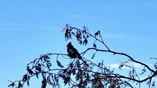 Let's Meet a Phainopepla.